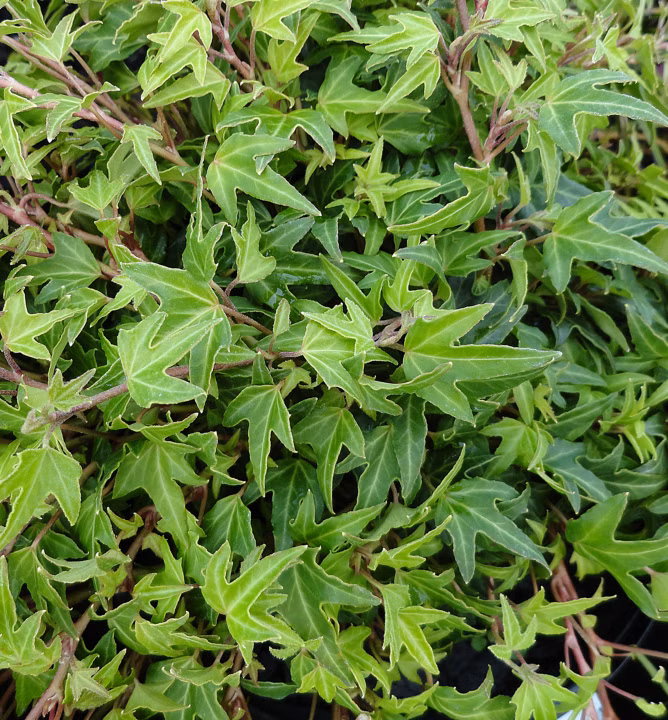 ab29fd33695fcb070bde213438f86bf1