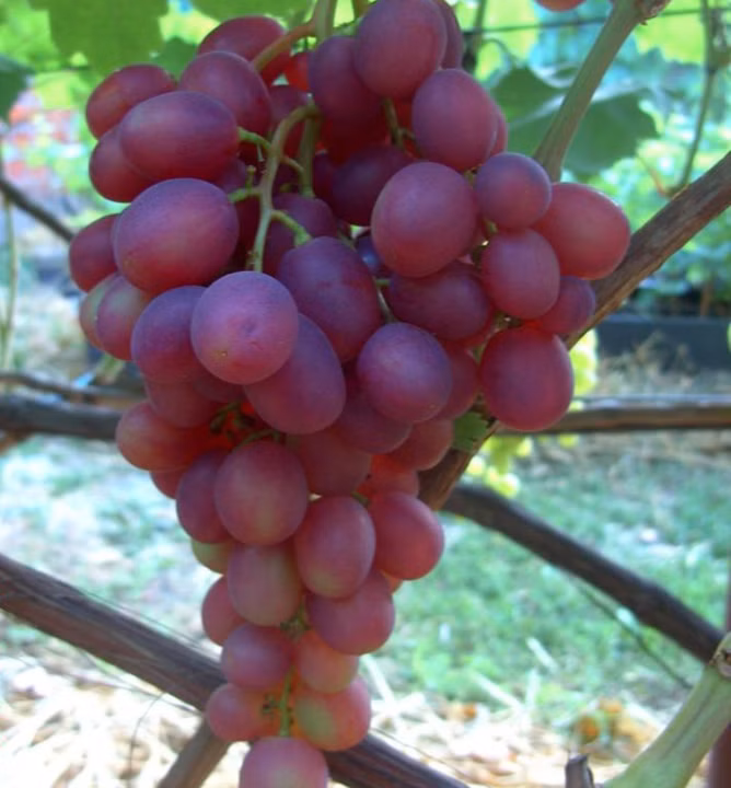 ab6f62552392e45d73ba4f05400caf73