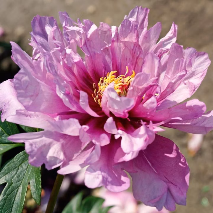 ab788a927d8134f8ea76c4bbb3cc4cea