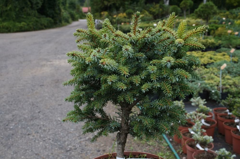 ab90808e04ba2f2400804a782a1683a3