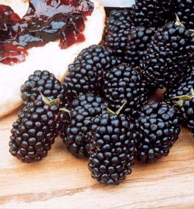 aba0dc6addfd901678d19faaff25f639