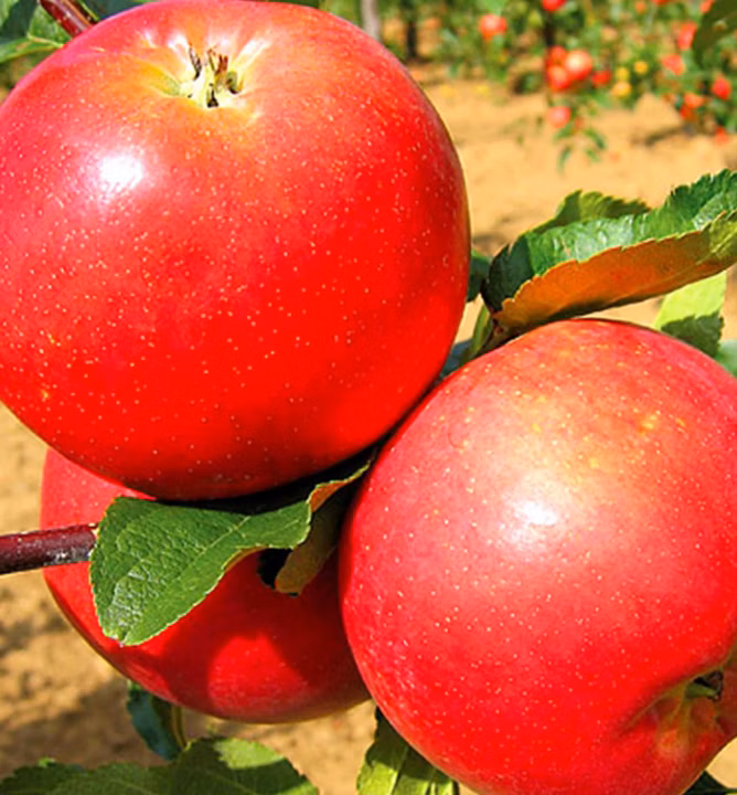 abc0f219491996954c6f544a9936a21a