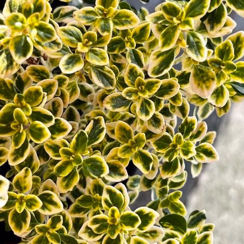 abfc26b2934478990ff6ccf4f4810d2b