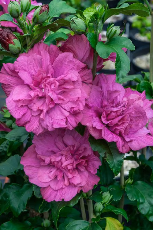 ac11d62292e6b58dbf7cfaa71b891e55