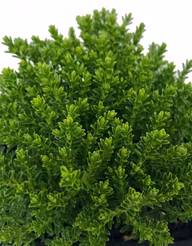 ac2776759a1a4977140113a0f5581877