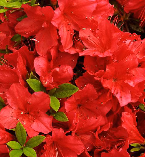 ac2e147d7876330e2ce2802e370f32b6