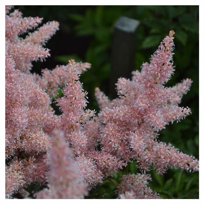 ac2ed58cf59b9998aad486a7dabc58be