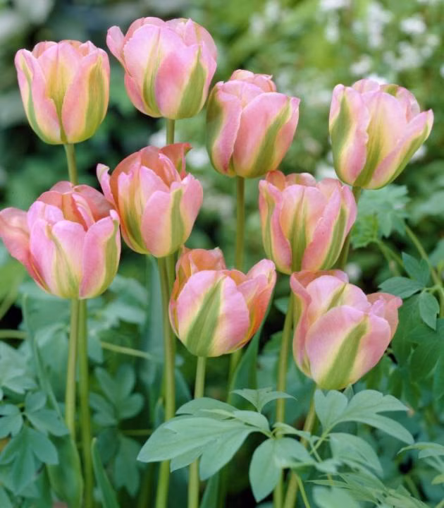 ac3574004fade3e594b30204d32ccdb1