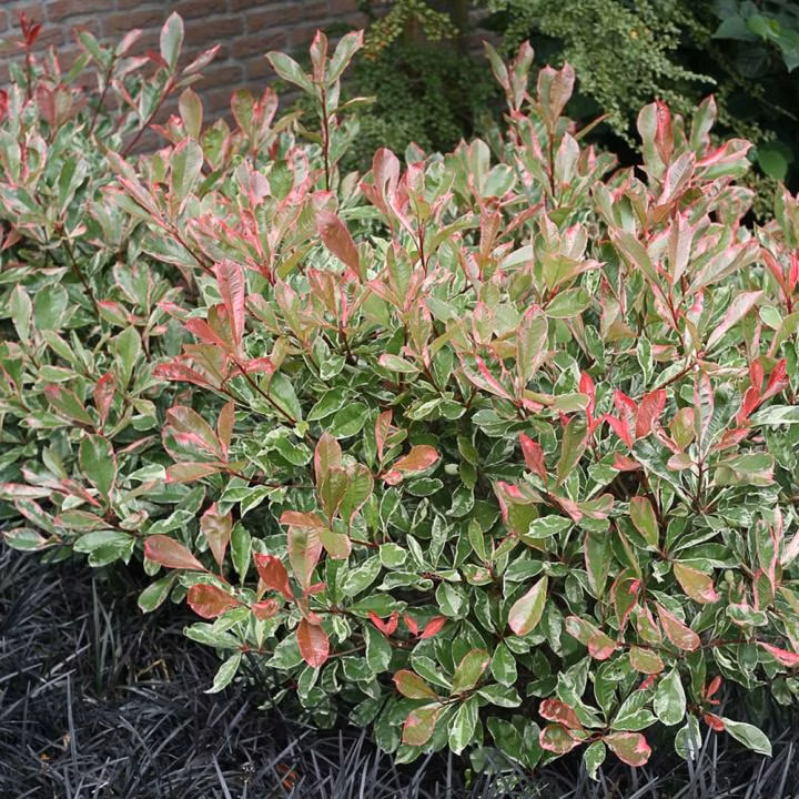 ac4f2a5c432737c1a03f05cf4603efc5