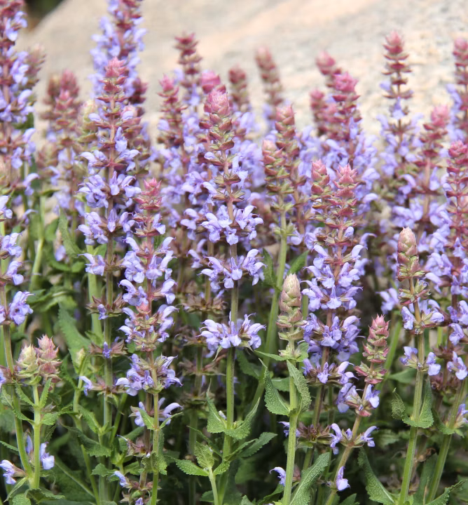 ac800f71c2a8e463fa97ae260ea30bbf