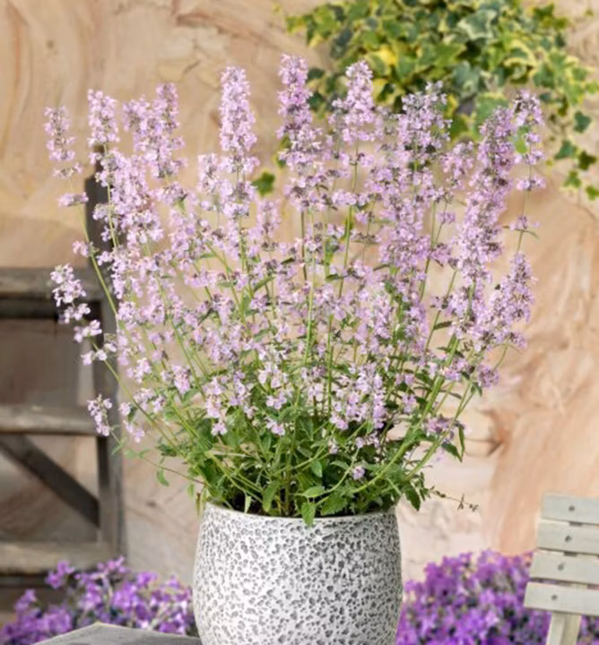 ac886e4894538882cb7f73b0b5488c1a