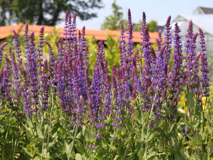 aced0979dc3b0bcc5ddc9e75ea8ccaae