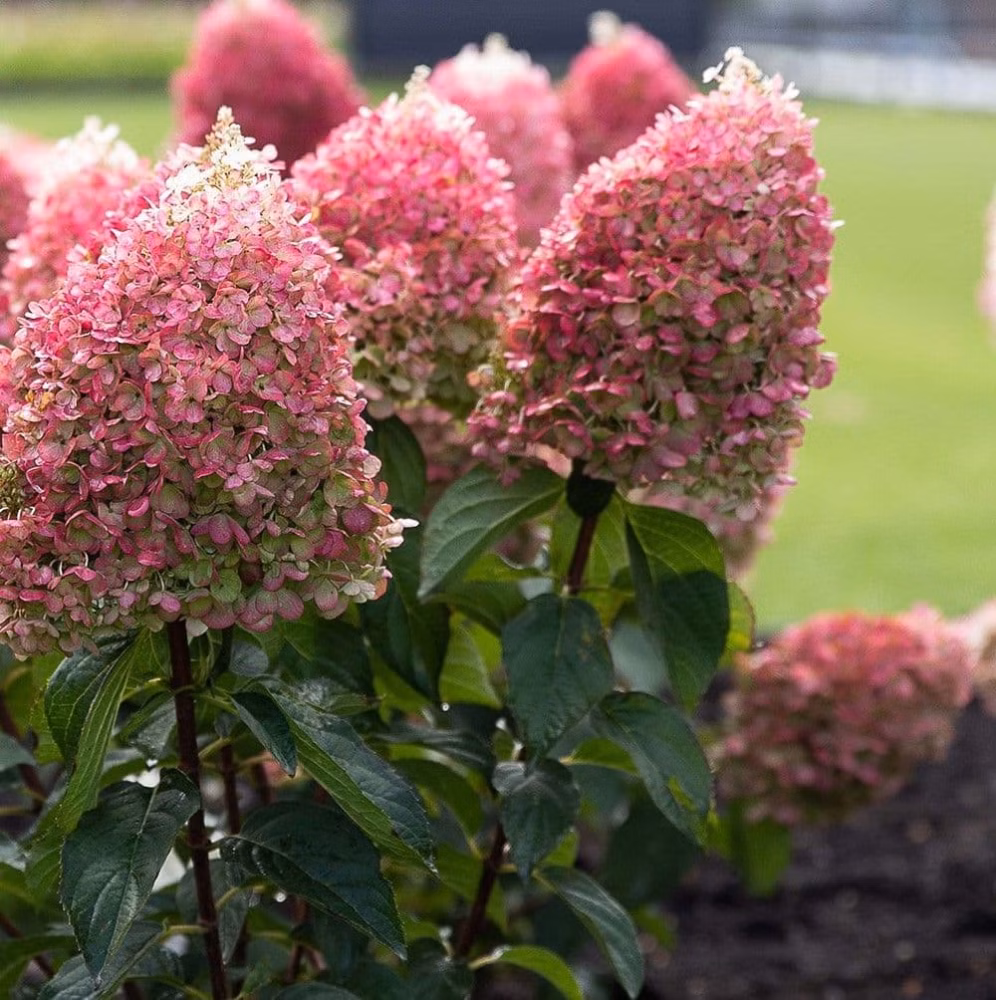 acf68d2686993840a7b131556c1ce41c