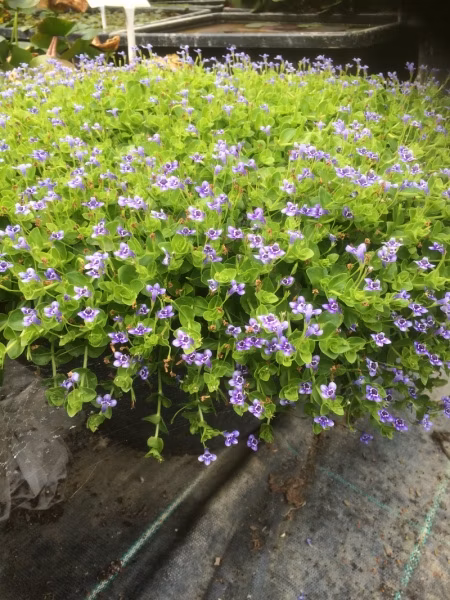 ad654e01b5b6f3b65af2ef5ba8cfadac