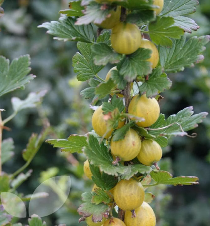 ad80d66c82220691719c76133833ff88