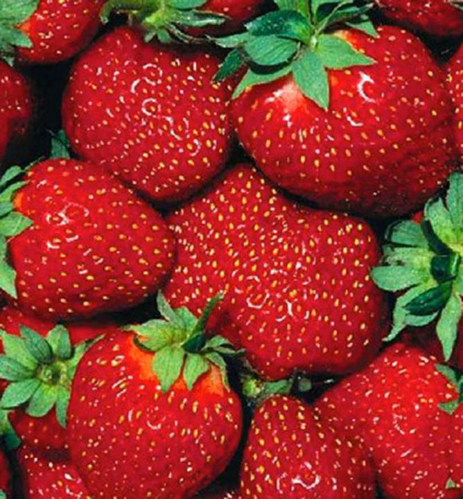 adbee75527cffed45980b96ca9c88fc1