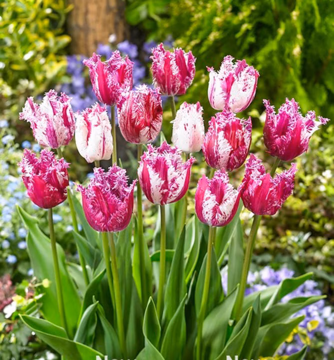 adcb05ad2ee4cab1246053c9fa091c0a