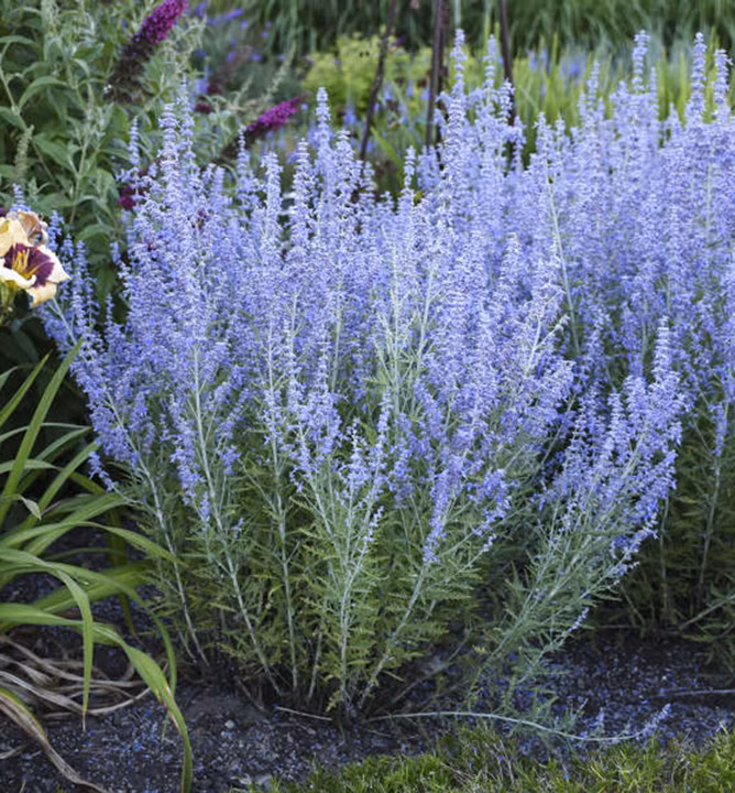 ade9485b9d2729f3194c18c53aba0775