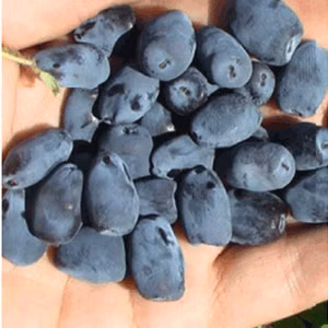 ae0dd48c75ada3d41d33c2d202bf2bc0