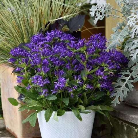 ae19f3d23b6b242a842b03ae0e089b28