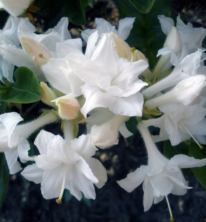 ae2fe1285f5eca2349f94fb04cf9ba50