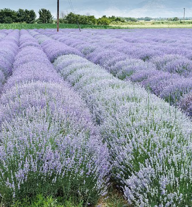 ae54cc3bd9d40c3ad7eb75f9f00072a0