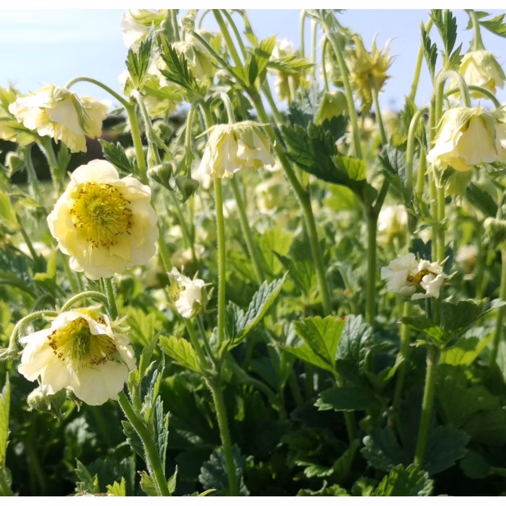 ae9ea39fab38830e867b78d373203ab7