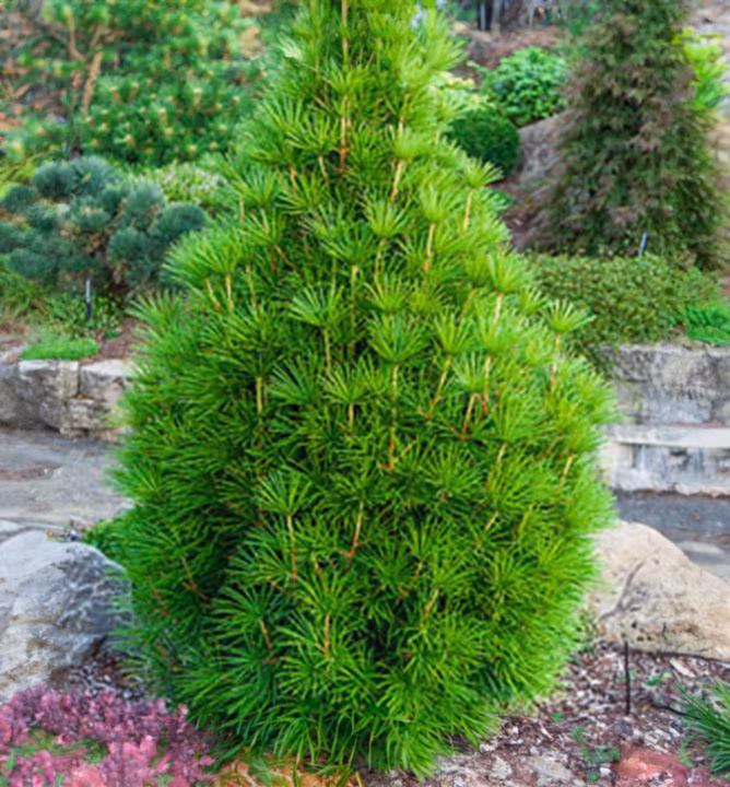 aecfa61cd05c1405f94015b60862f97b