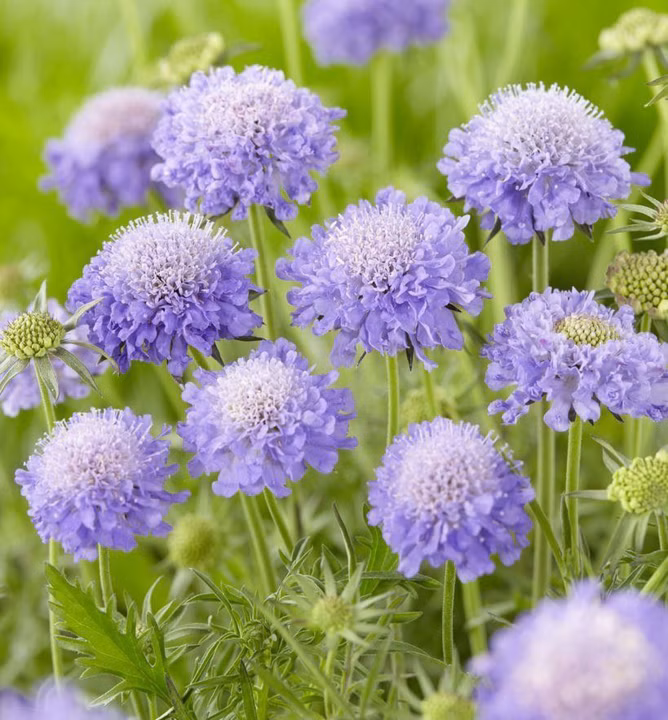 aede27737b9948e19c797a45f1b81759