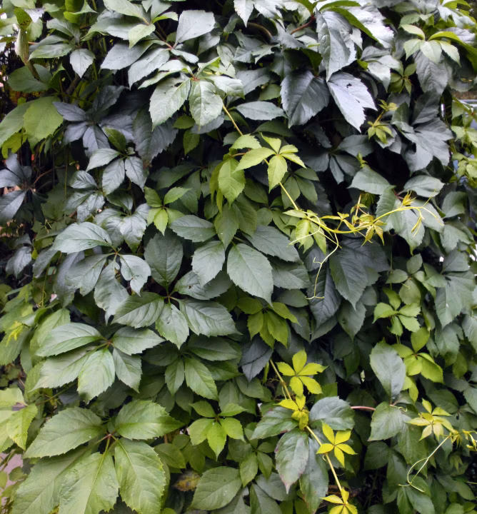 af1314531a6f8003bfaeb5525f26ebd3