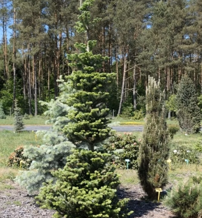 af32bd9e771d80a443d5e5ed213a2e19