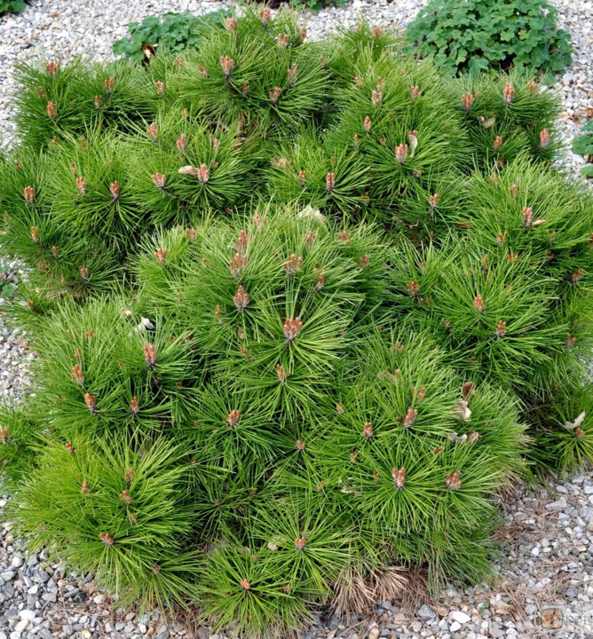 af357af58bebfaf5ab16a5833d2958d5