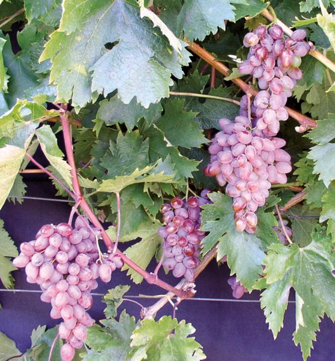 af7b9e5b059dae7f8d79d99d0d295fb6