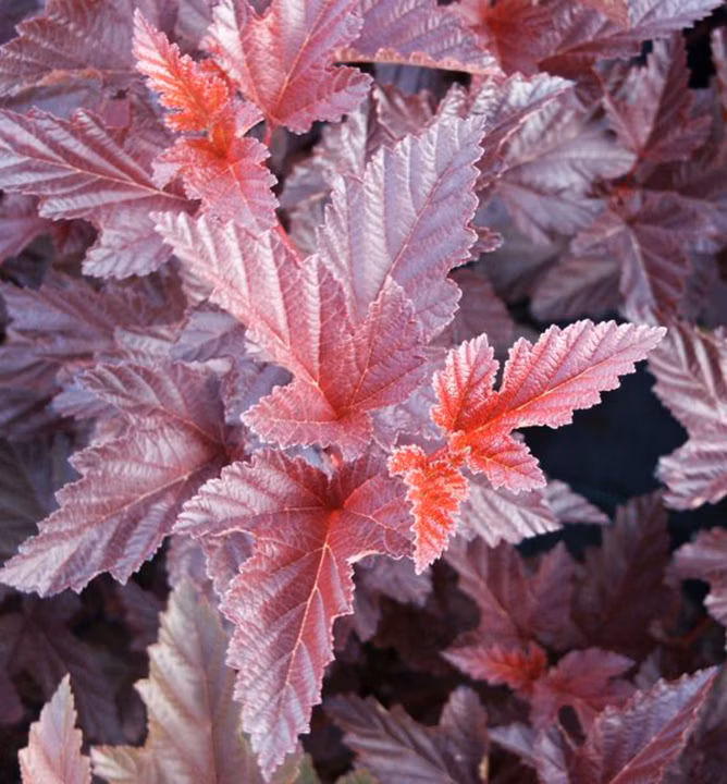 af82f15569215b4bccaceeb7b912c39e