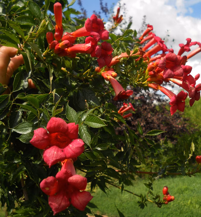 afc0d68b4e251b4b3df7503d689ad733