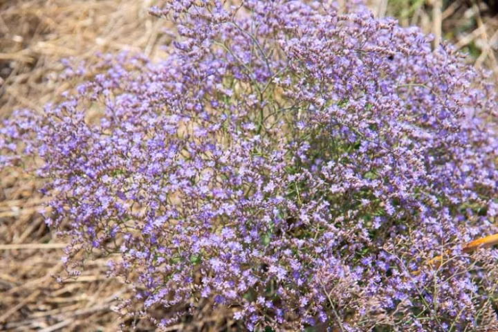 afc2a7e94b3dce2c8c2a8e3b6764a22c