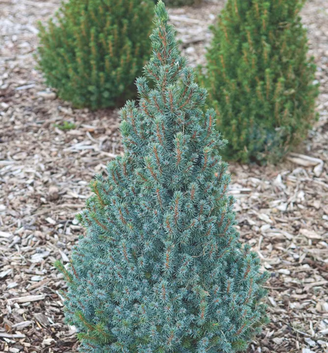 b06404cd203564682bea68b96f0118da