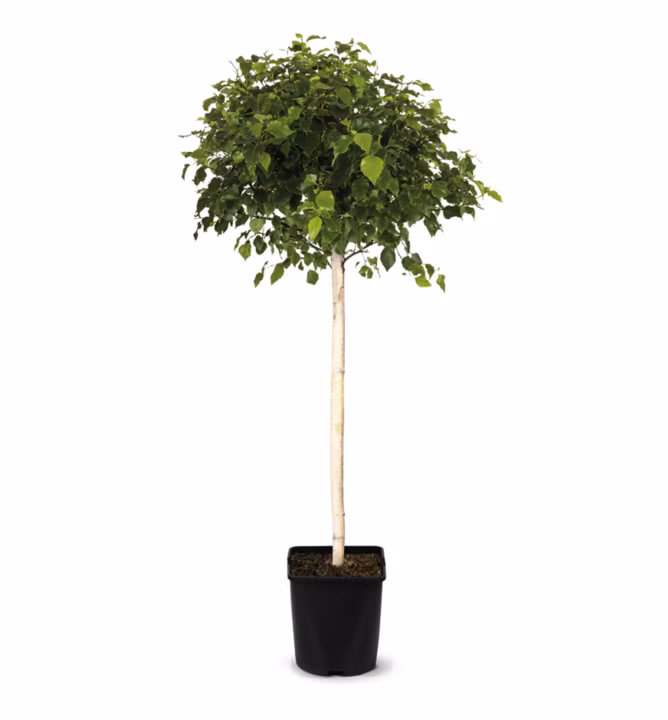 b071182012541cfa43bb7328000c7dce