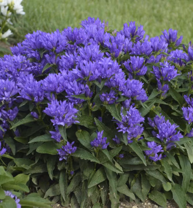 b089888dfada3a53e1c685b95e98d0e6