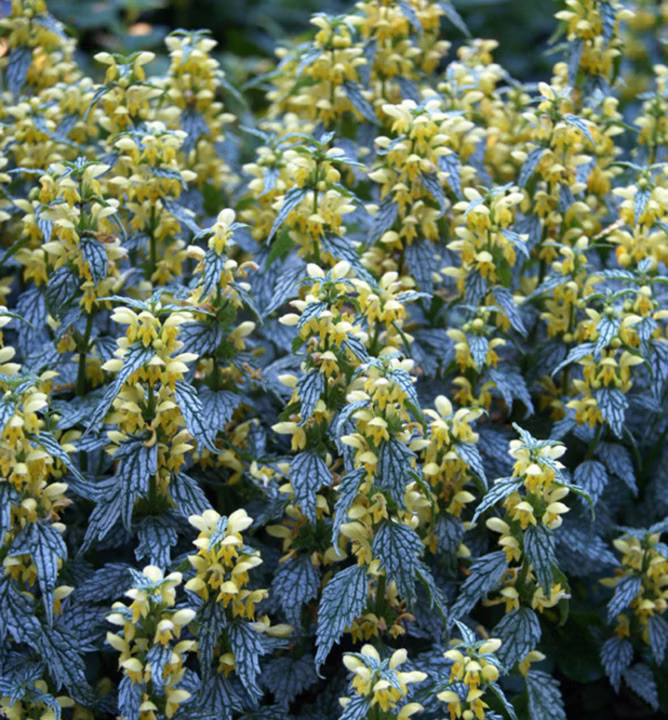 b08f32f79ff9fb0dc687a4faf3d4ce3e