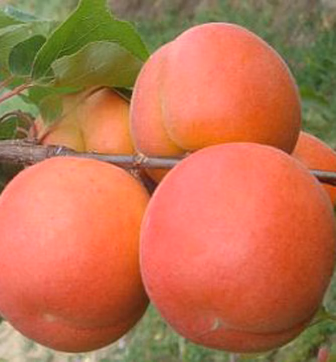 b09d6169262fb95bfd698dcdd0f7b289