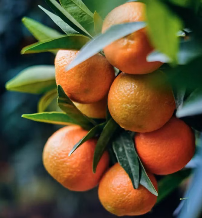 b09fca1576cee4ed1b485b9829e749a0