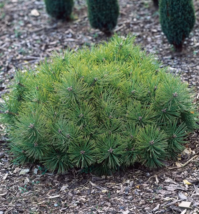 b0de84afc39792ea354fa601b22ebd5d