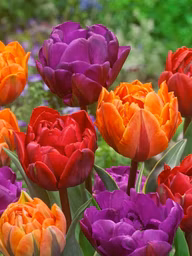 b0e558f672c031530e5eff439a973381