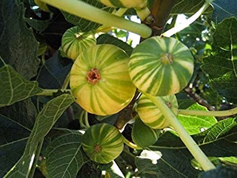 b1309d4599cf1280cac0b33dcb9e2fd7