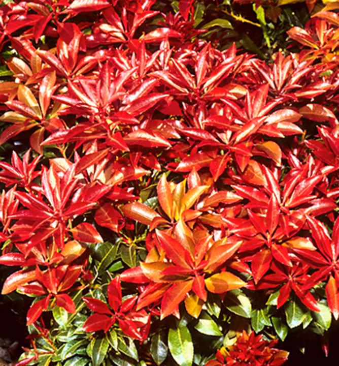 b1726557f3f1ce77a3982caacdf80159