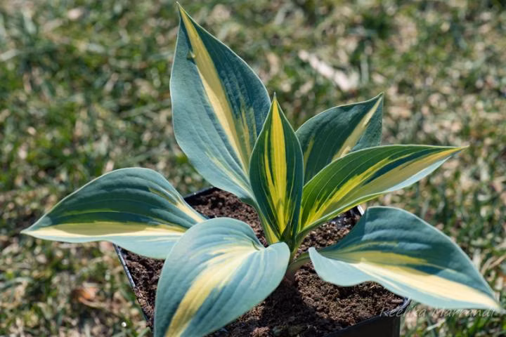 b183c5ece25f2ce23d1443e1470c0986