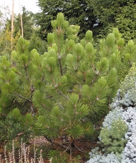 b1c894a184e6fcf6477cdfaea6930063