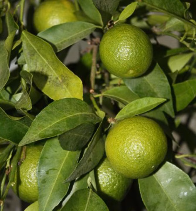 b1cb46f6d92b492daa430cdc94fbffb7