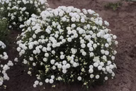 b1e3daaea71fe5a74f5d8c1e2386f29d